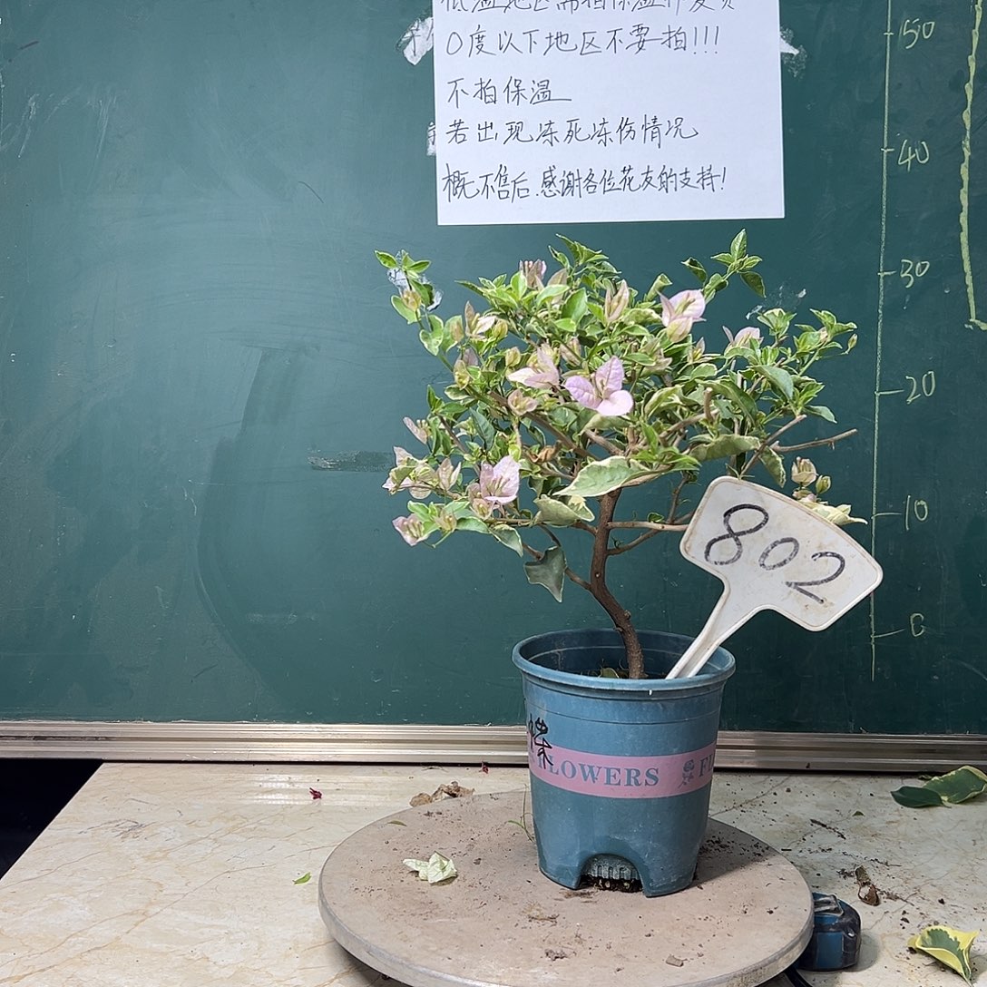 完全开放造型 苹果蝶802