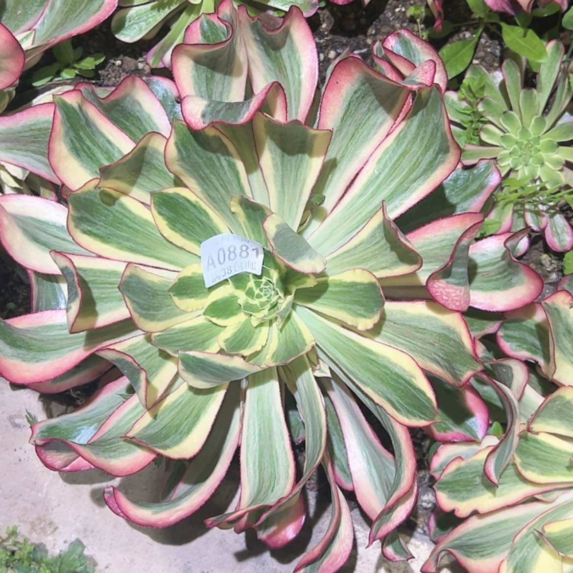 【闪购商品】轻****?881魅影多肉