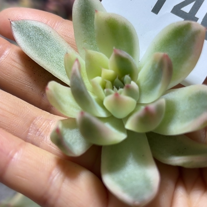 多肉植物满18包邮