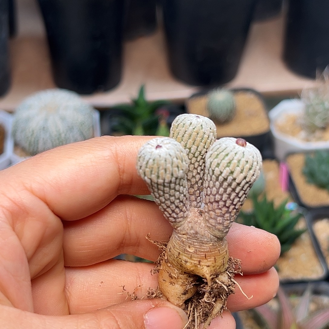 浓赤花精巧殿3头    