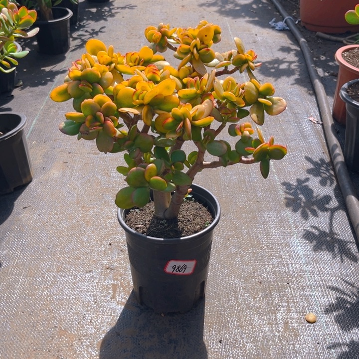 用***99869黄金花月半土球带盆