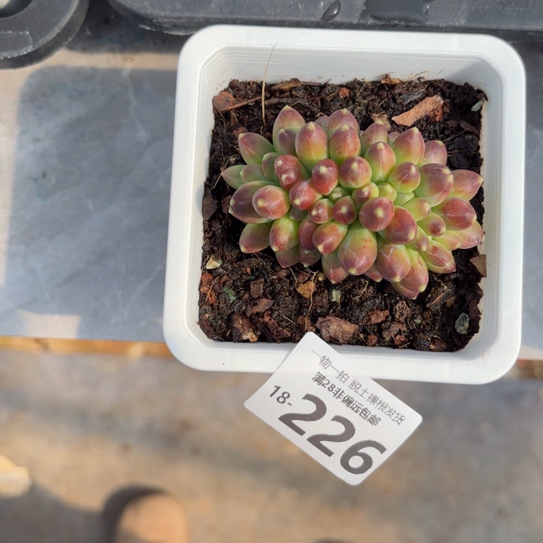 千代田缀化一物一拍