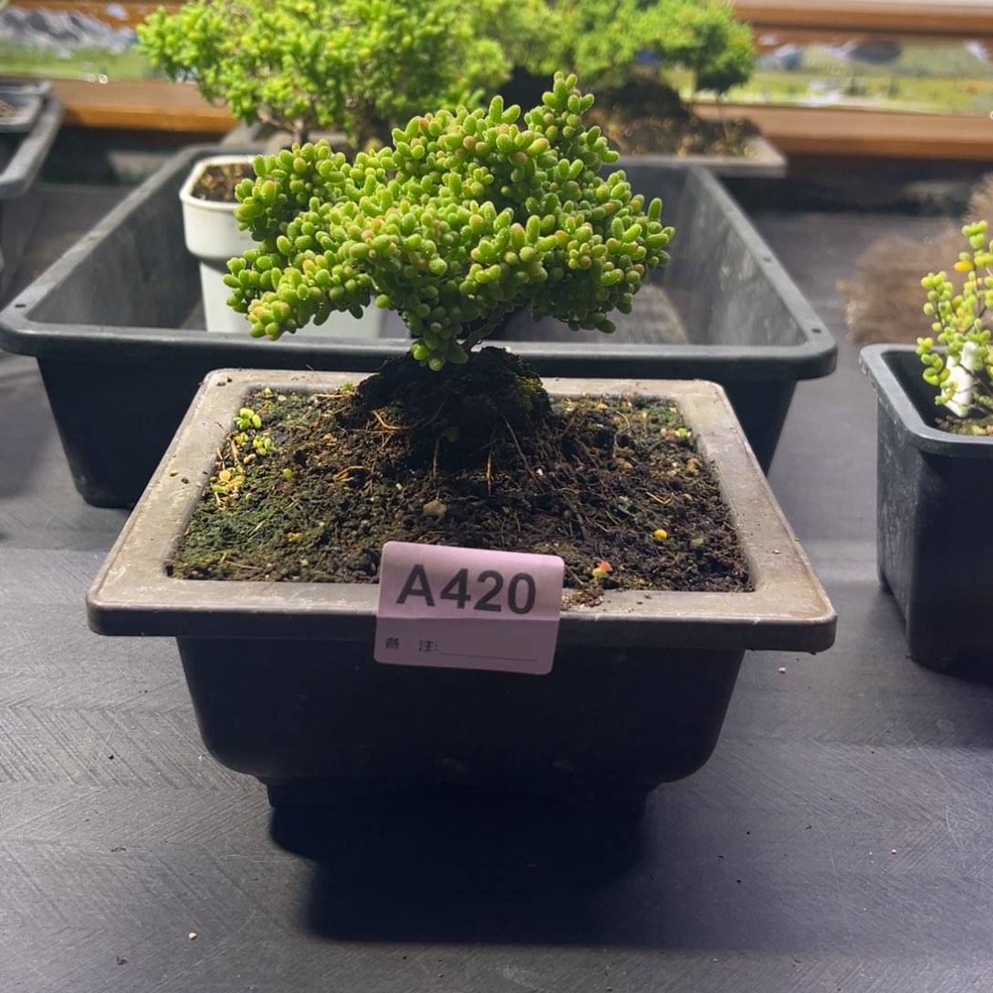 枝干番杏多肉植物下播福利