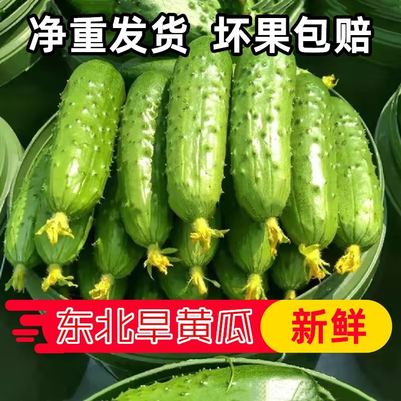【鲜头茬】现摘东北旱黄瓜水果黄瓜水果嫩黄瓜清甜脆嫩水果新鲜蔬菜