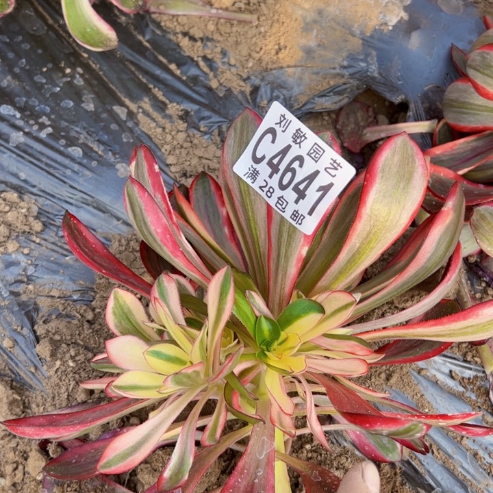 红魔女多肉植物法师4641