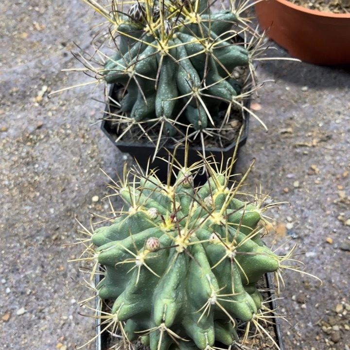 实生黑罗莎好养皮实