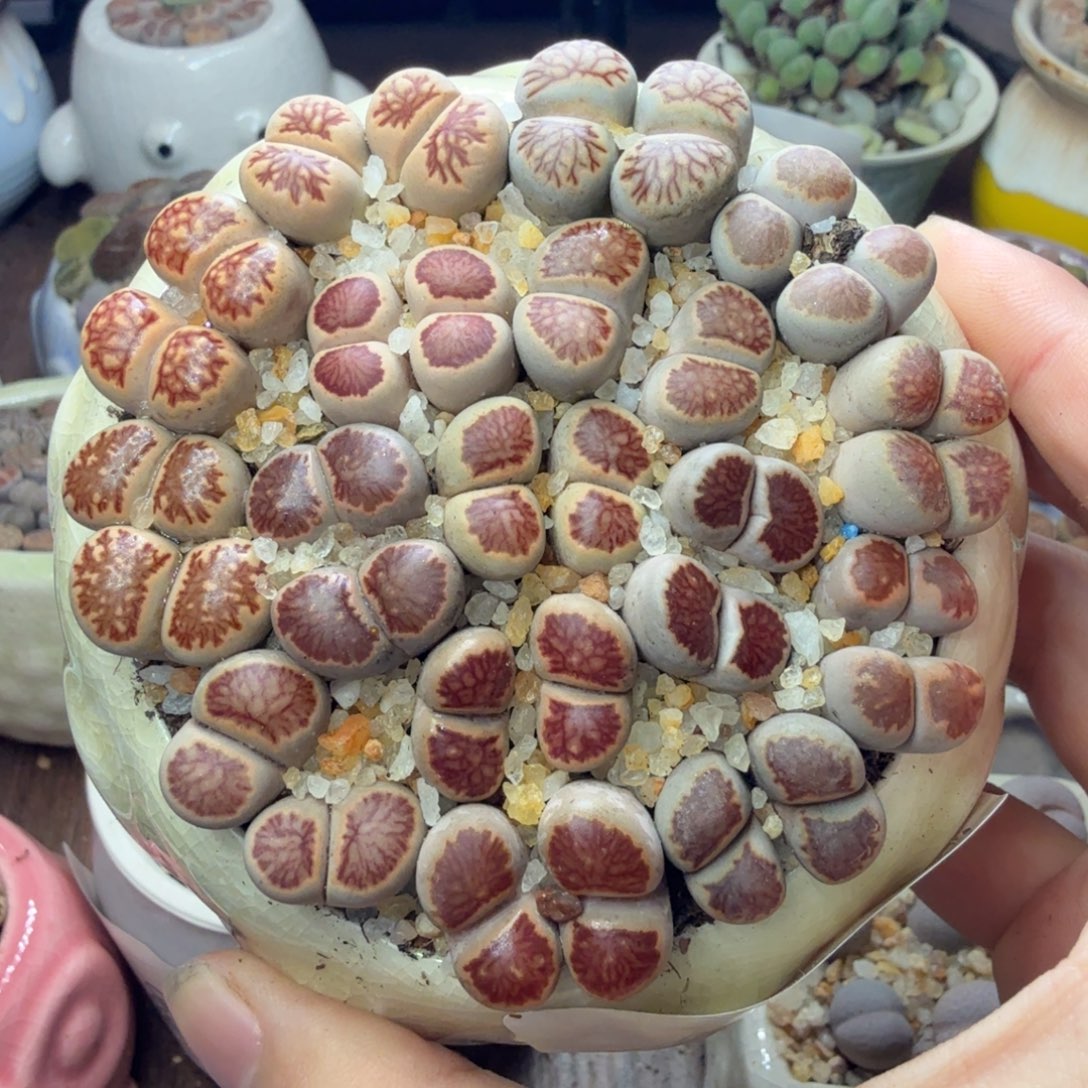 孔***草多肉植物和植物等多种676