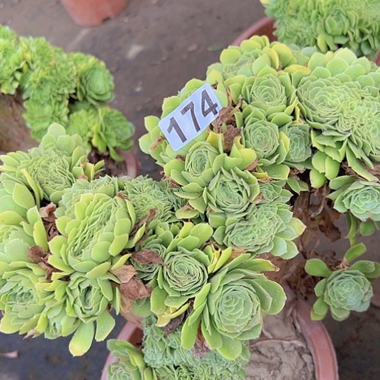 开***天多肉植物一个绿玫瑰