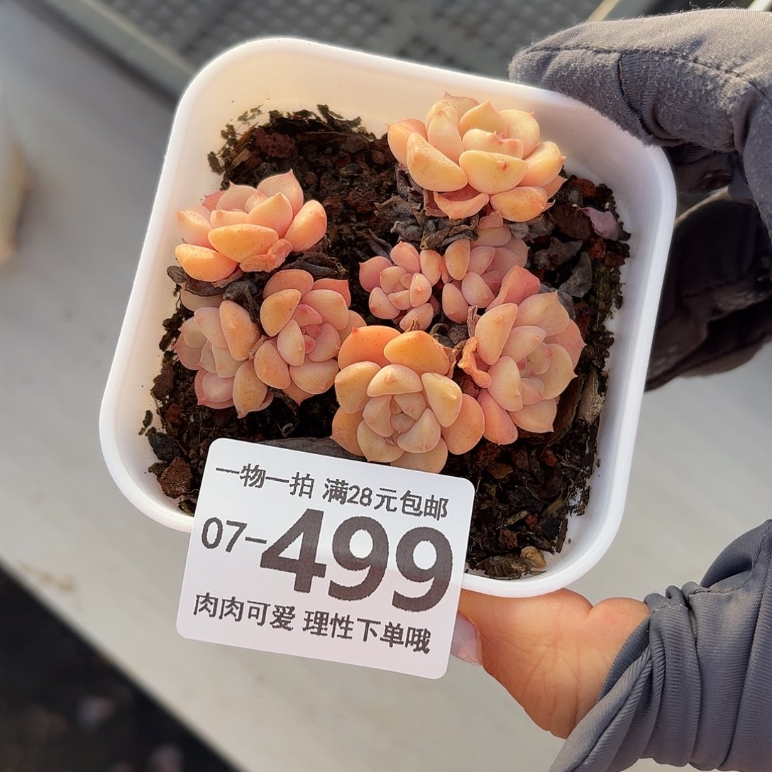 哆啦A梦无盆土发货无