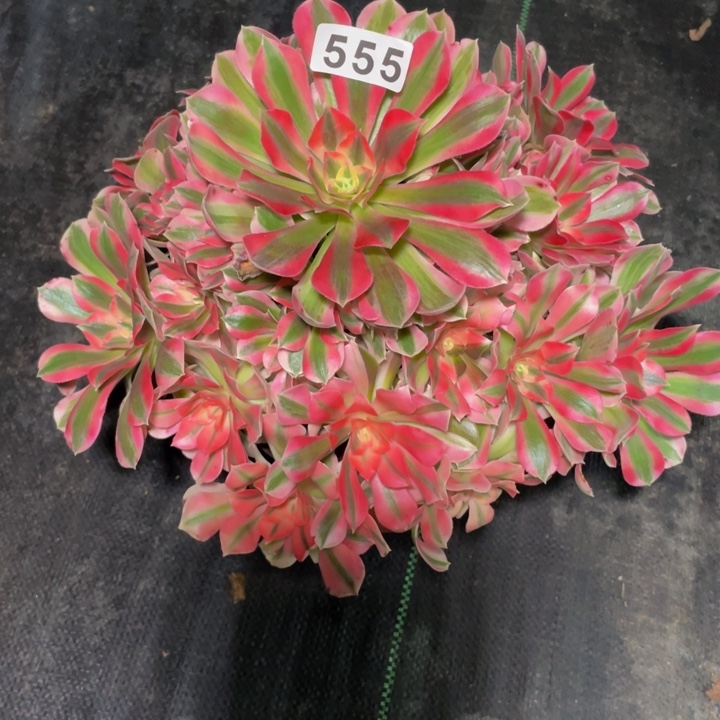 555老庄多肉法师初恋