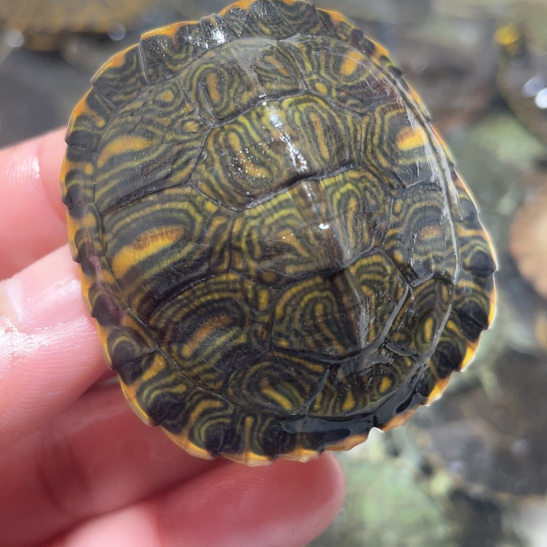 宠物龟不分公母5.0