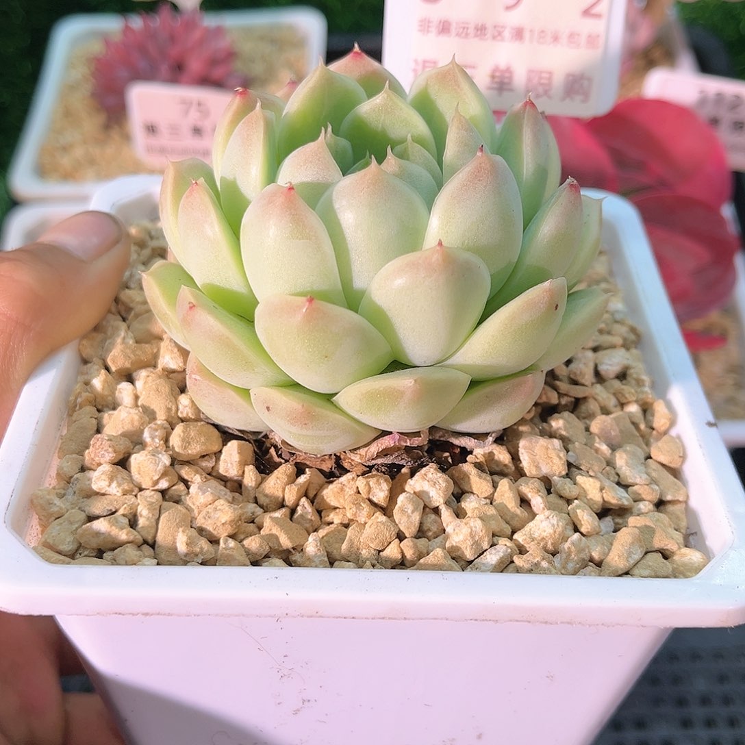 卉森精品多肉编号892