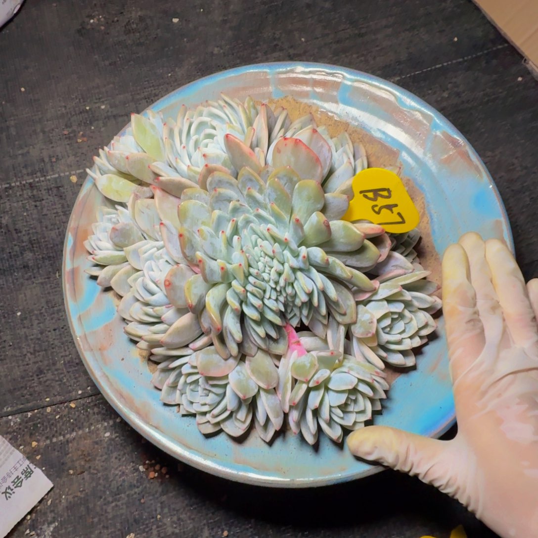 秋**天b b b b b b b b b 57