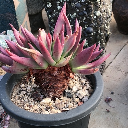 韩货伊静思仙女棒杯