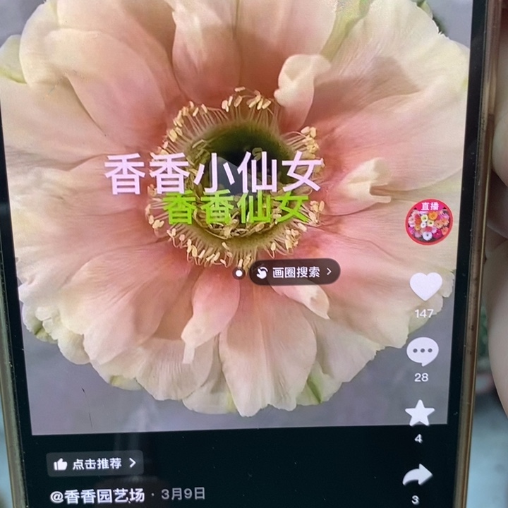 彩草仙女侧芽3.5公分左右