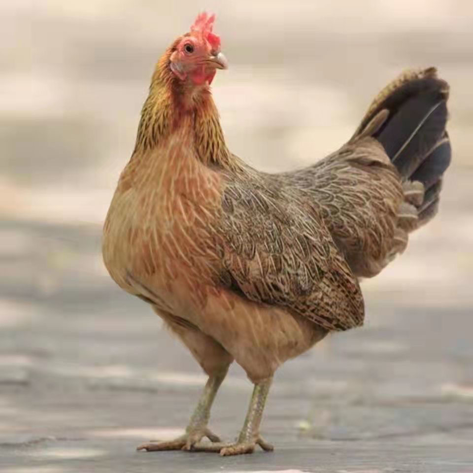 正宗农家散养麻羽鸡整只现抓现发