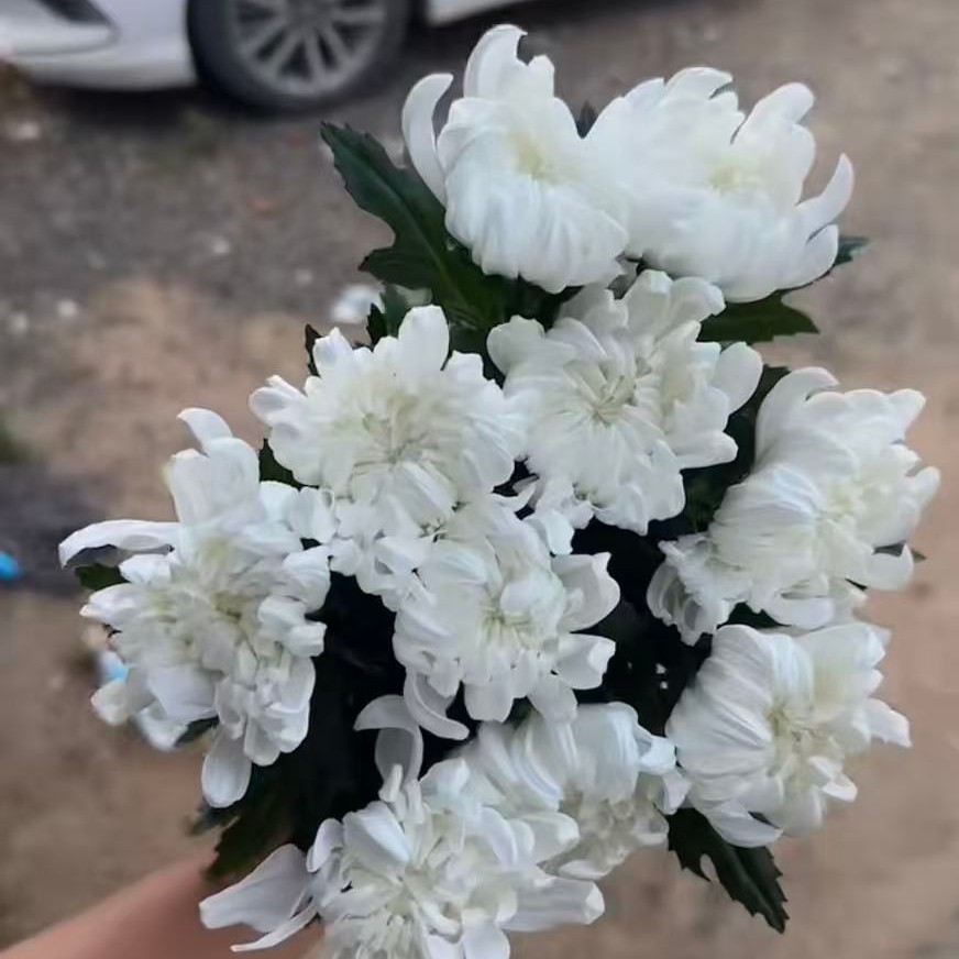 江苏黄白菊  现采鲜切花 现采直发（散只）