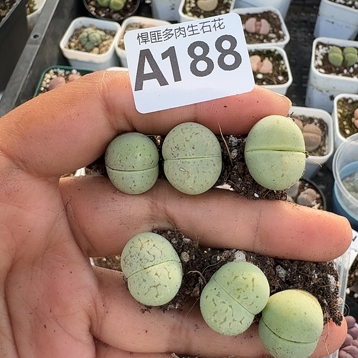 188多肉植物多肉植物