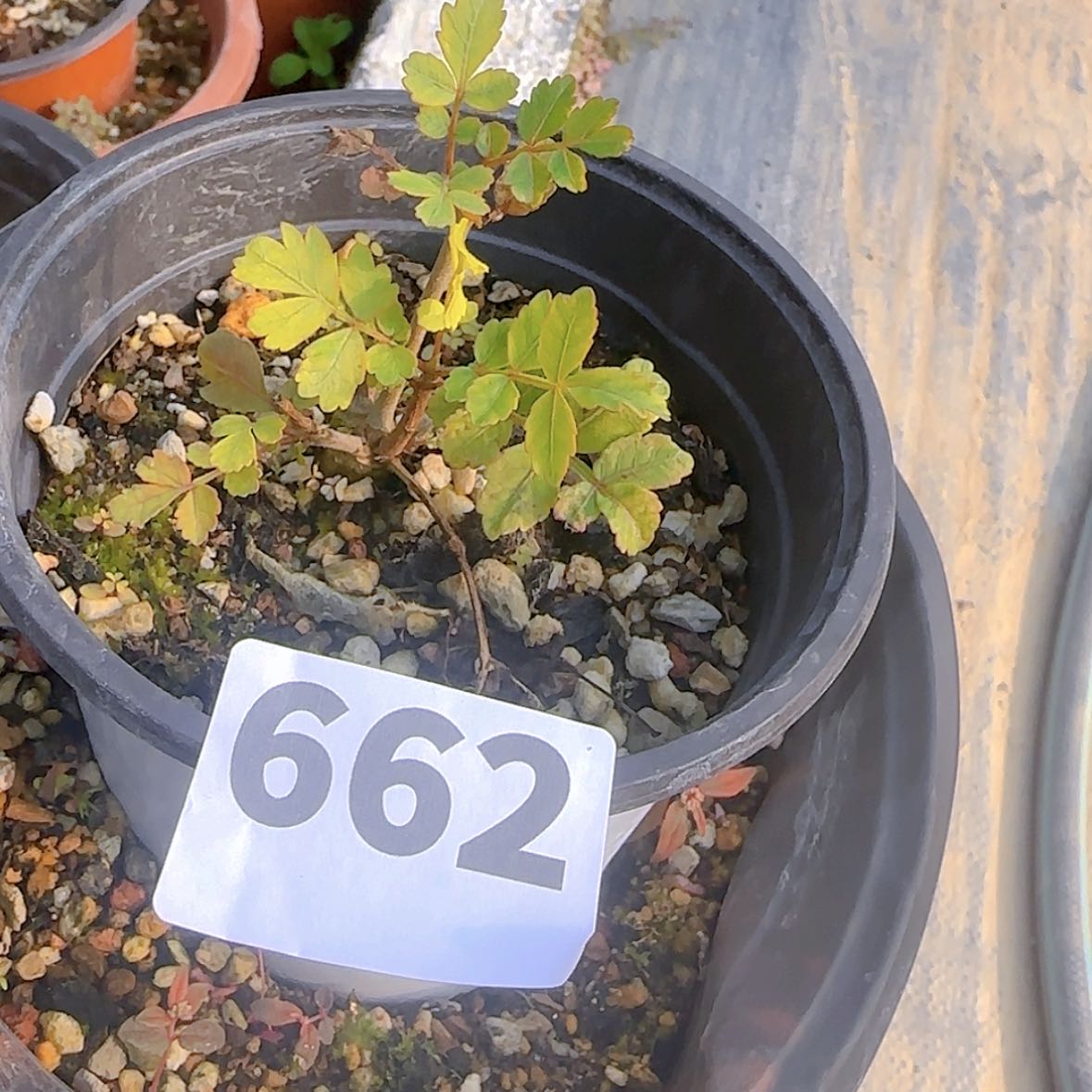【闪购商品】氼块根植物