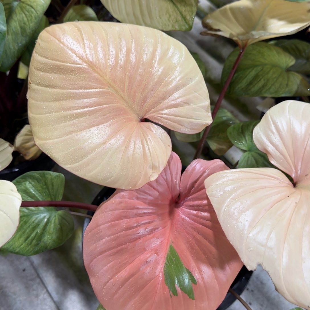 R101-1219薄荷锦千年健免费寄养