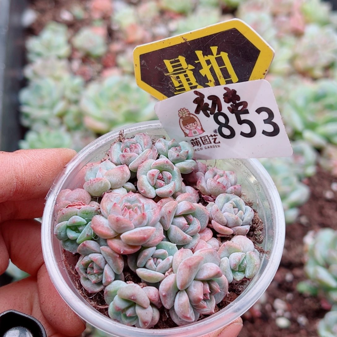 多肉植物多肉植物