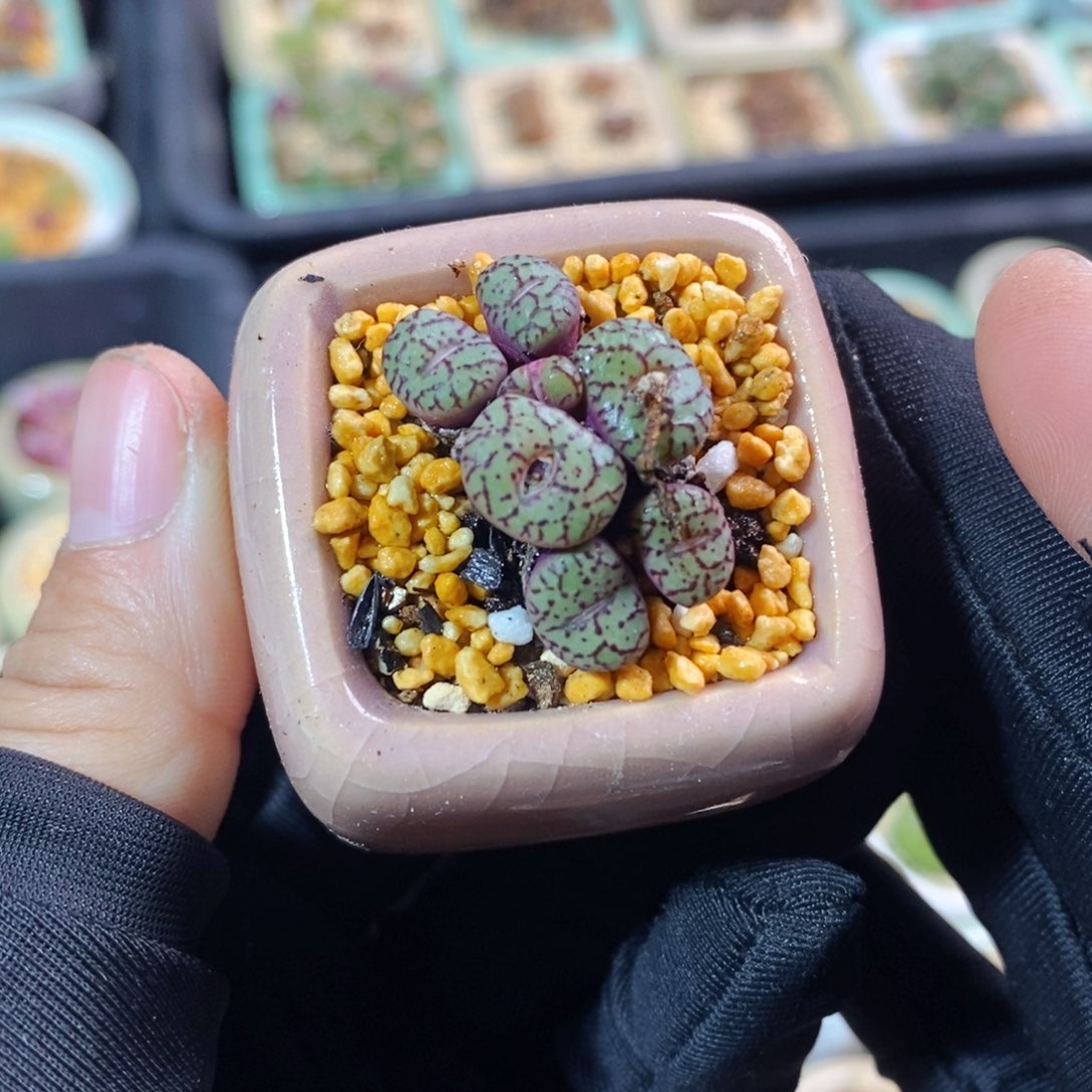 2601-一物一拍带盆