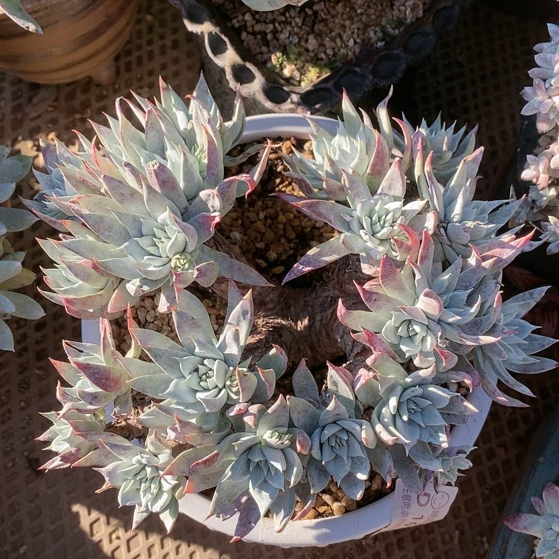 【闪购商品】伊静思雪山多肉2242