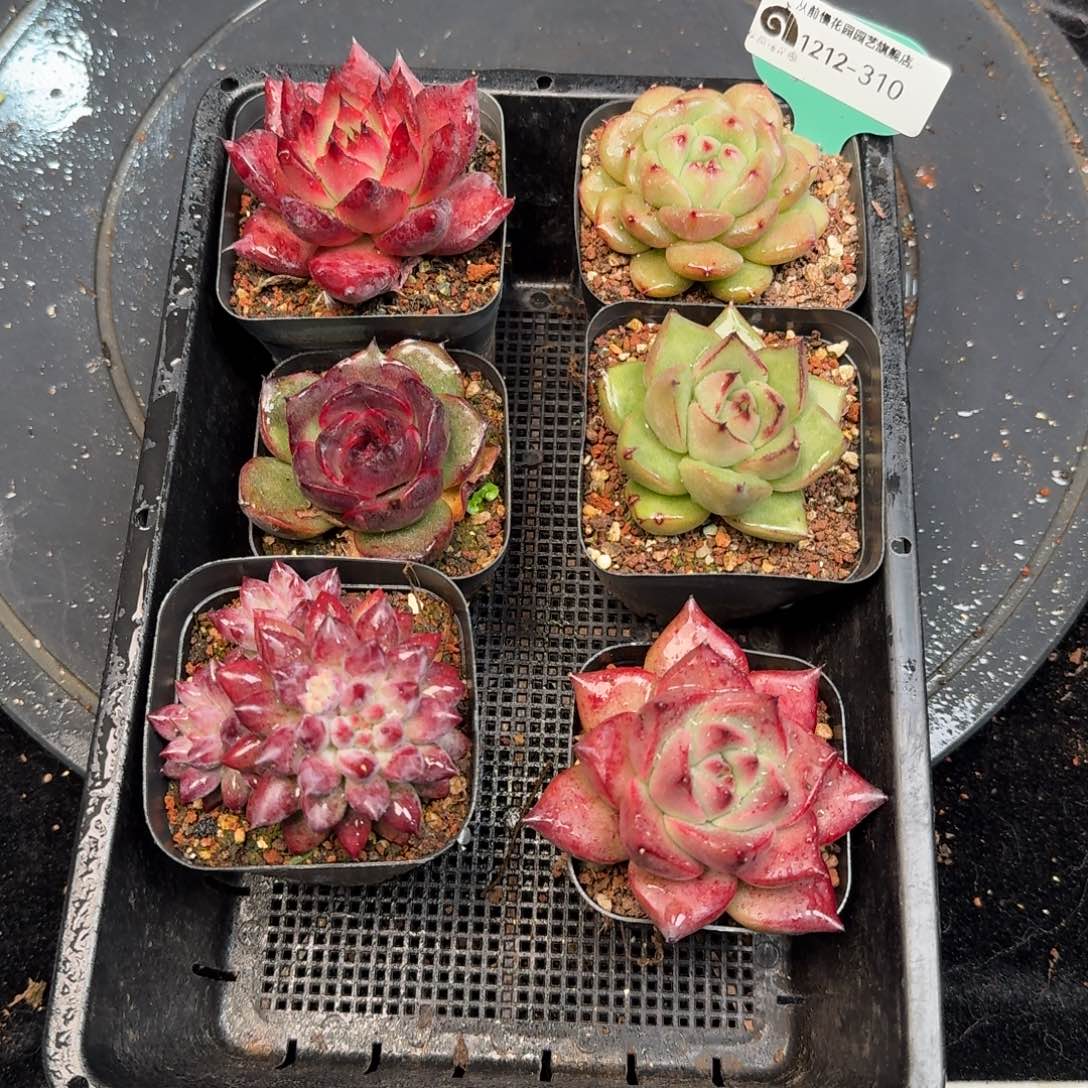 从前慢多肉精选编号1212.310