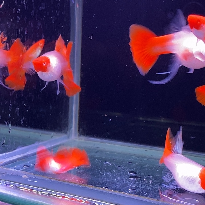 孔雀鱼红头飘5对孔雀