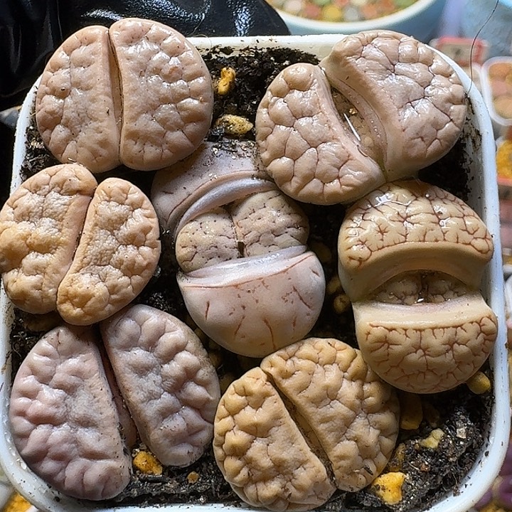 生石花111121。   106