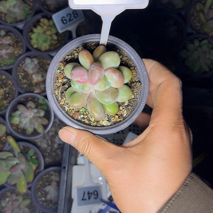 小***儿多肉植物636胖体x系