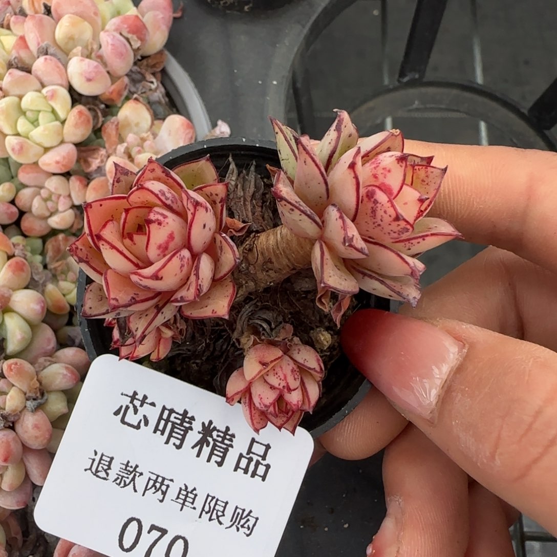 闪购精品多肉70号