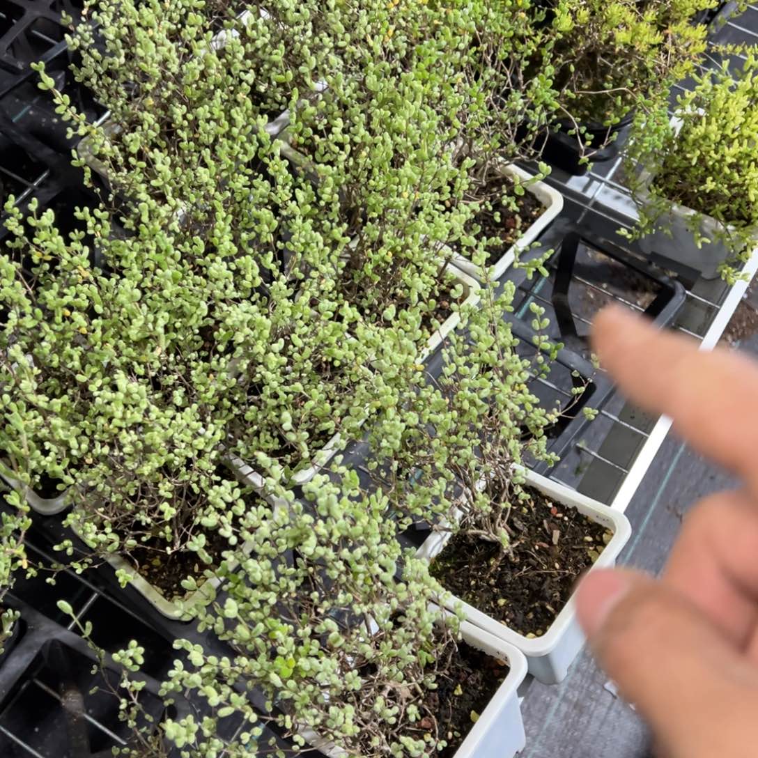 糖球白虎斑锦10白方老桩