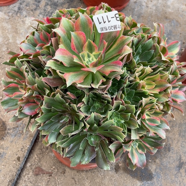 111光辉多肉12345678