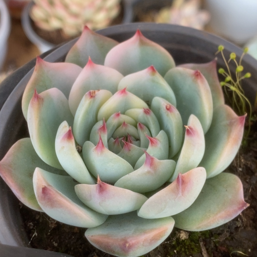 367吉娃娃锦锦锦锦锦