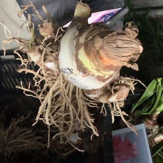 2023年杂交盲盒 不知花色 8～9带6个大侧 开花无售后