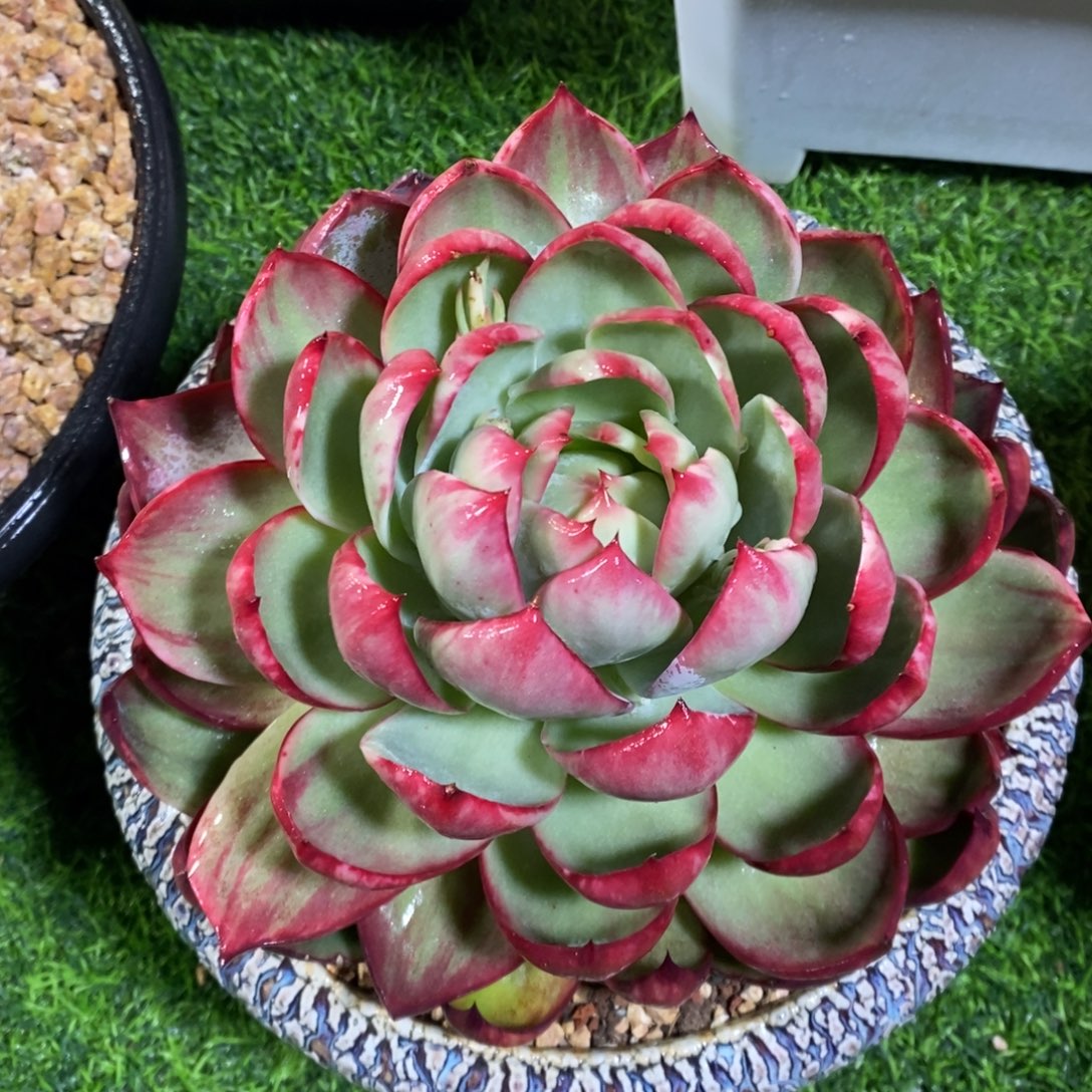 惊鸿仙子一物一拍