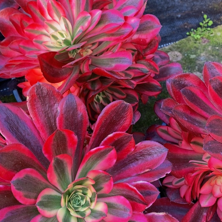 美杜莎一颗多肉植物