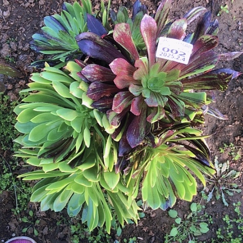 2.4-2水墨丹青多肉植物