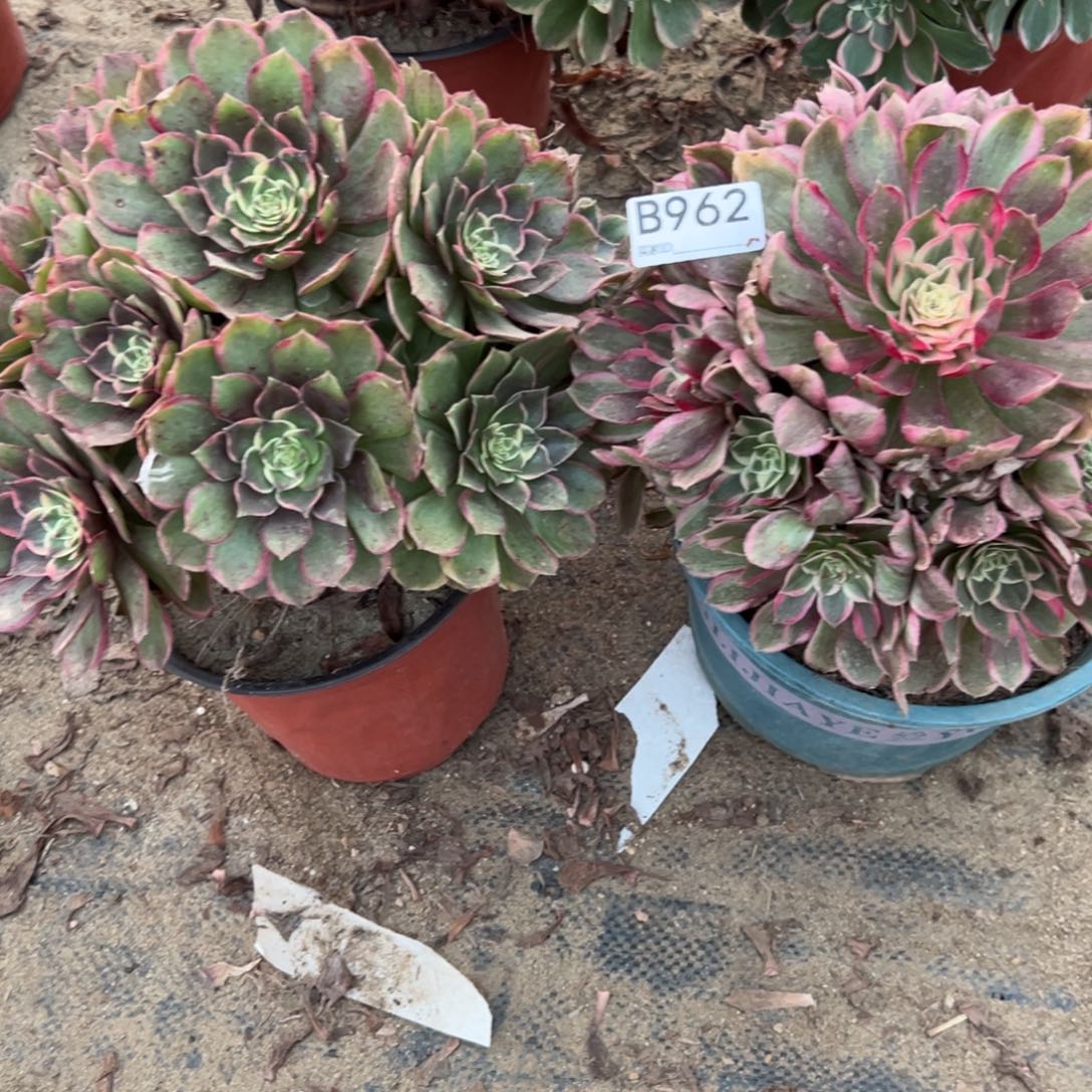 用***1962两颗组合多肉植物法师