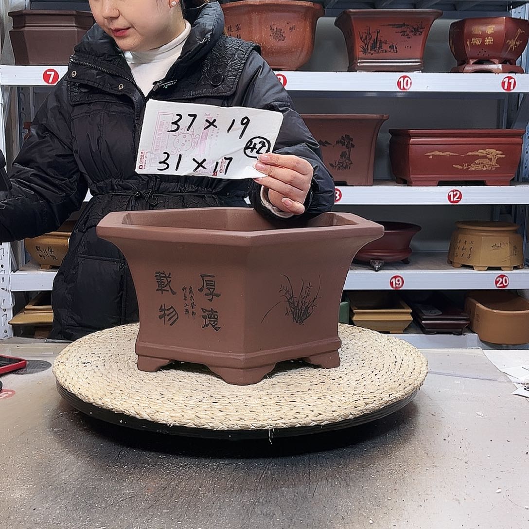 花盆紫砂紫砂花盆里