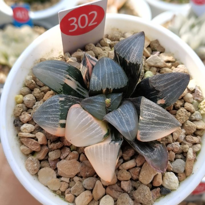 302号和田玉克锦一物一拍带盆土发货