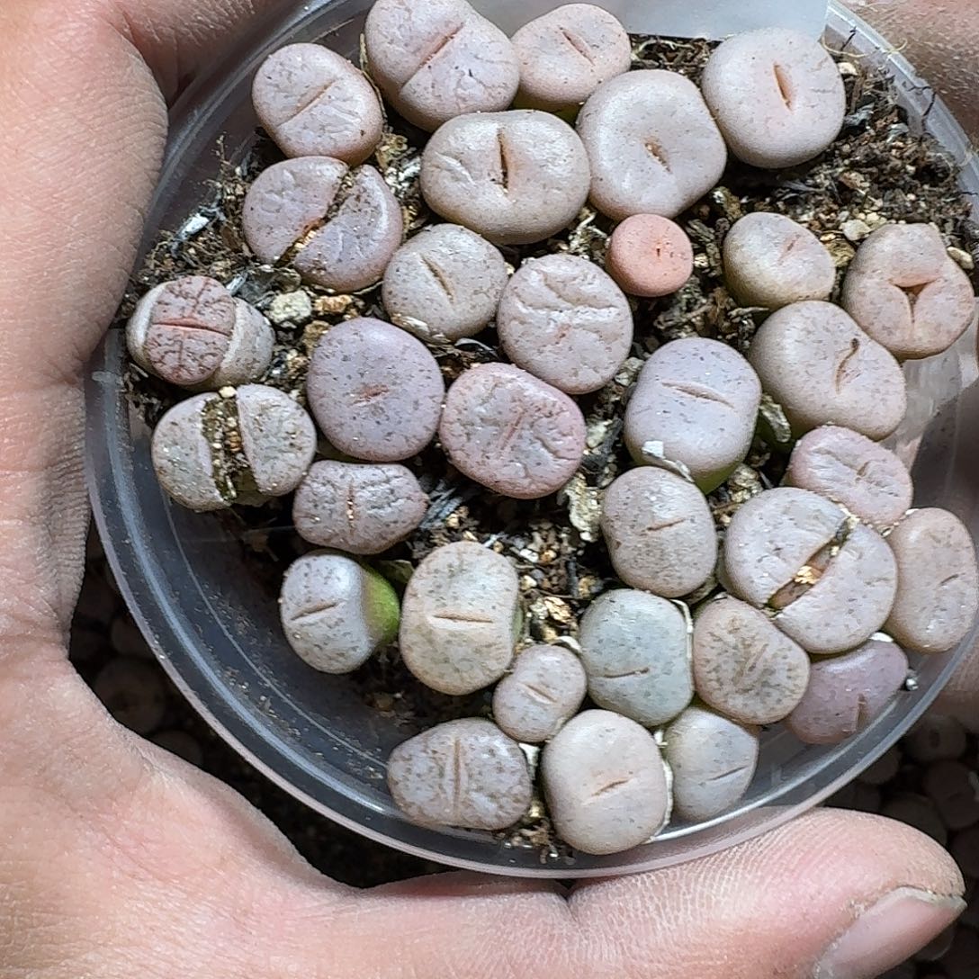 234 多肉植物多肉植物