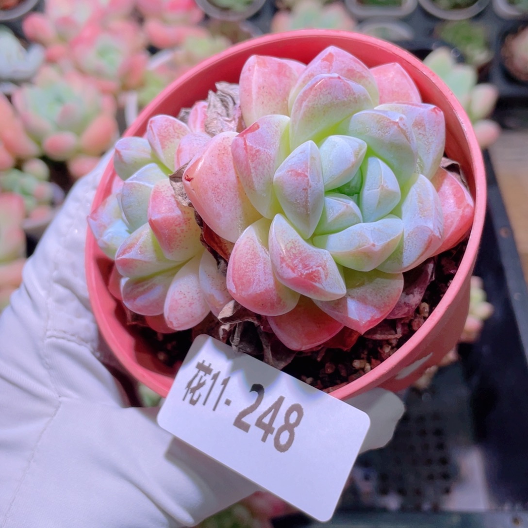 花利美11-248冰玉