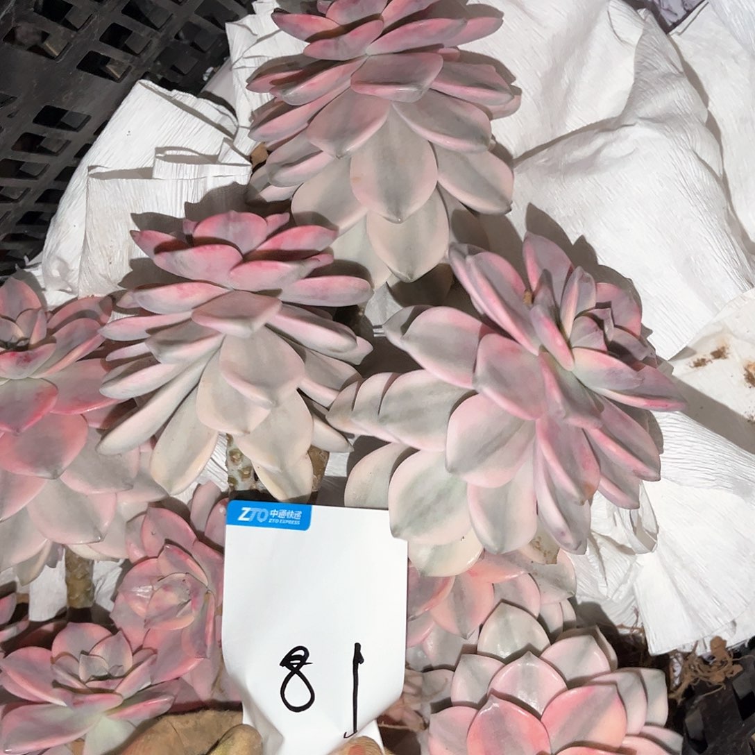 z**i多肉植物紫乐景81