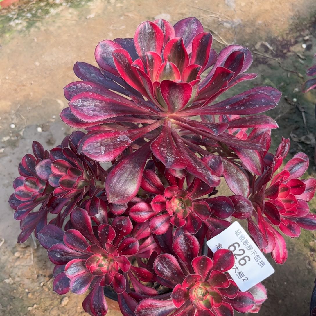 626丽娜多肉植物法师