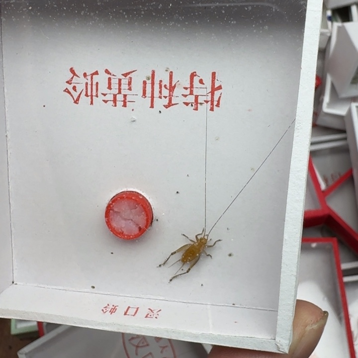 张***朋蟋蟀11111111121122112