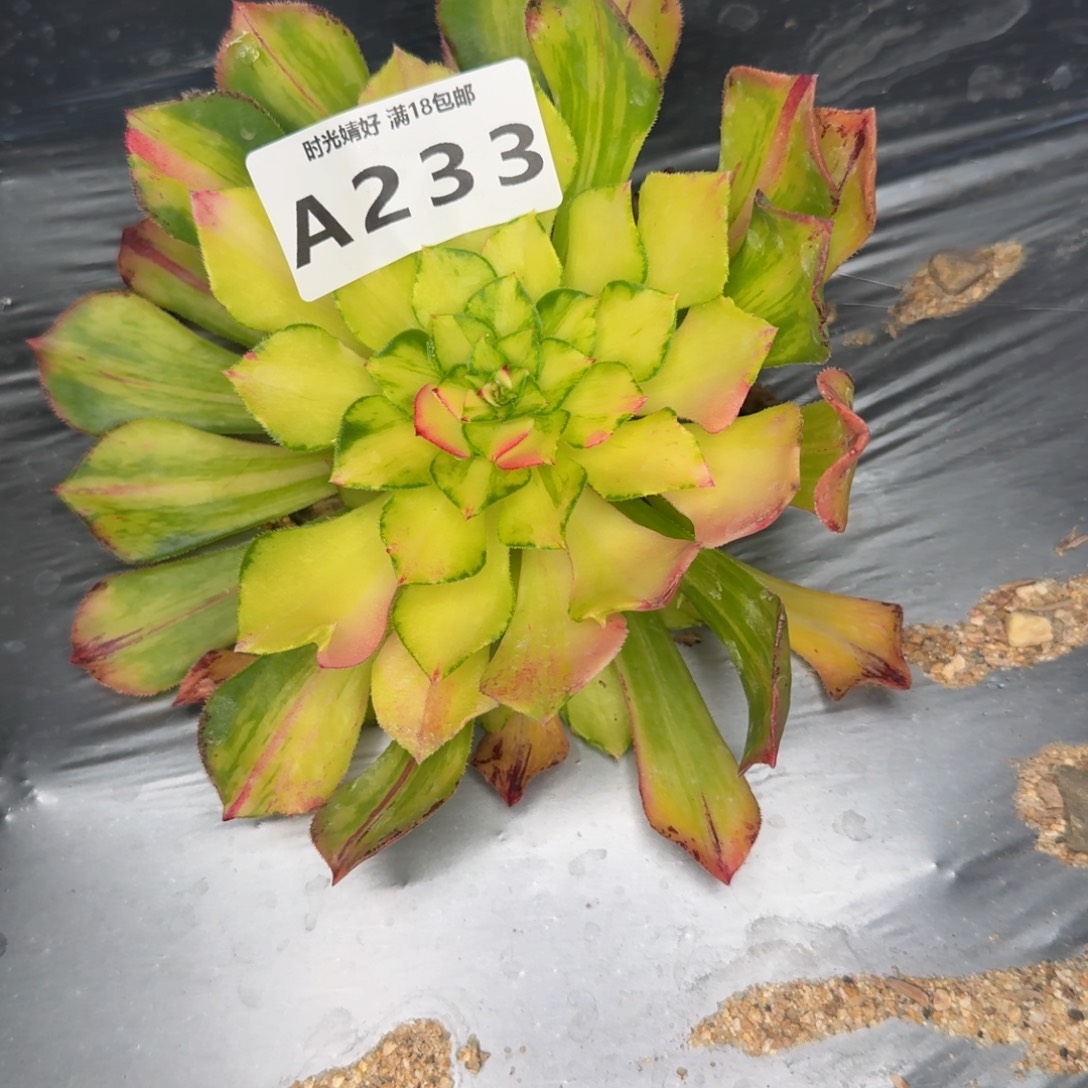 233，知否。多肉植物