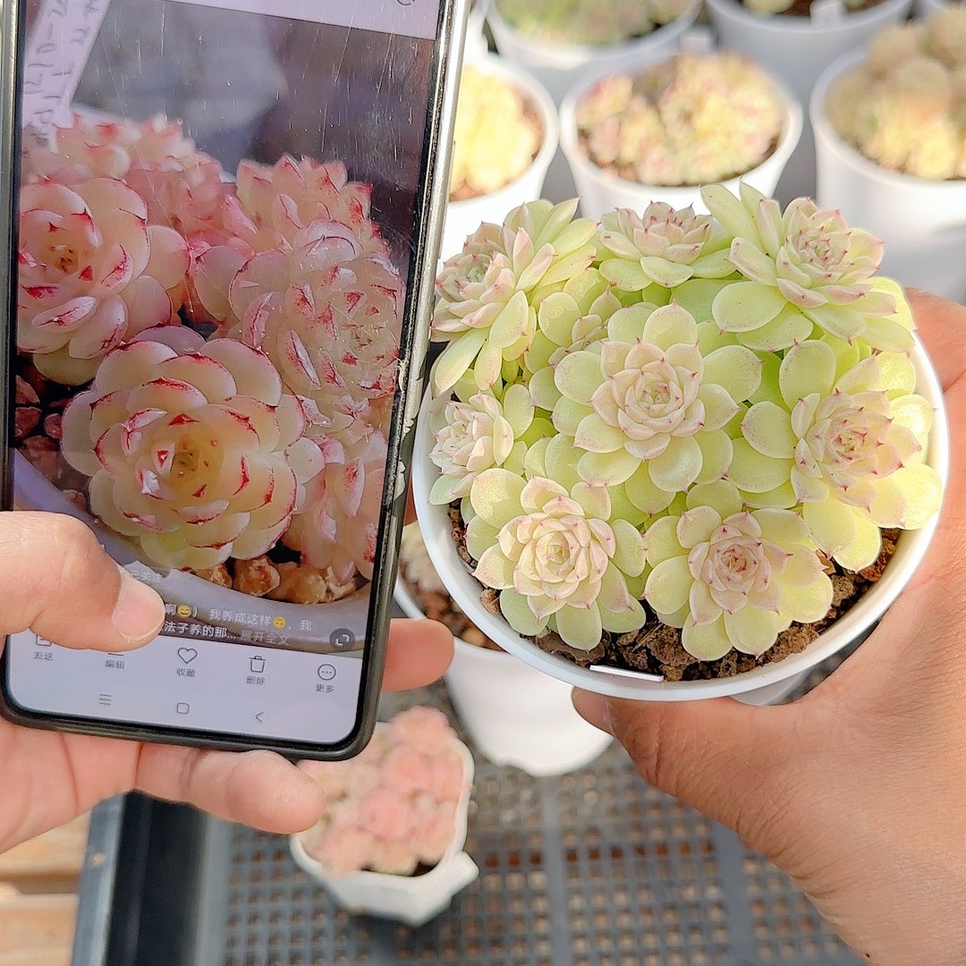 咖***糖1128-140（ttp-97）专拍