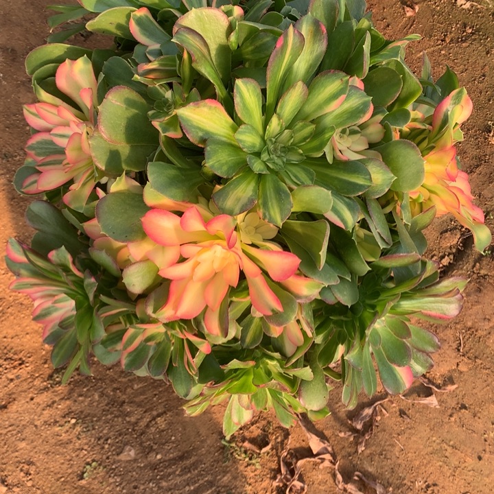 七彩拉丝锦手捧-1